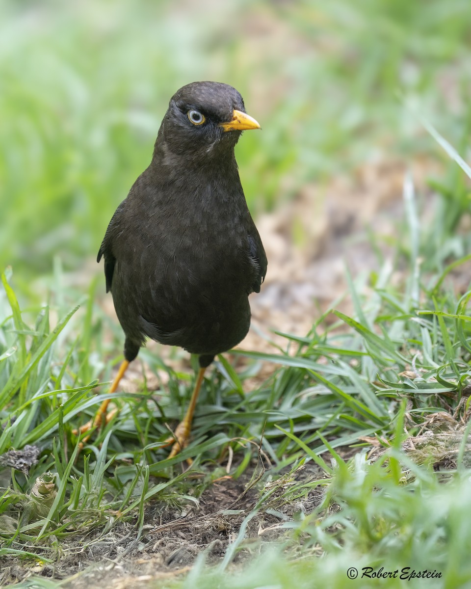 Sooty Thrush - ML639687065