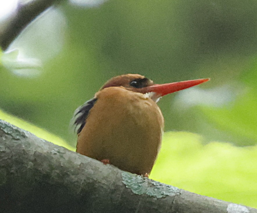African Dwarf Kingfisher - ML639687084