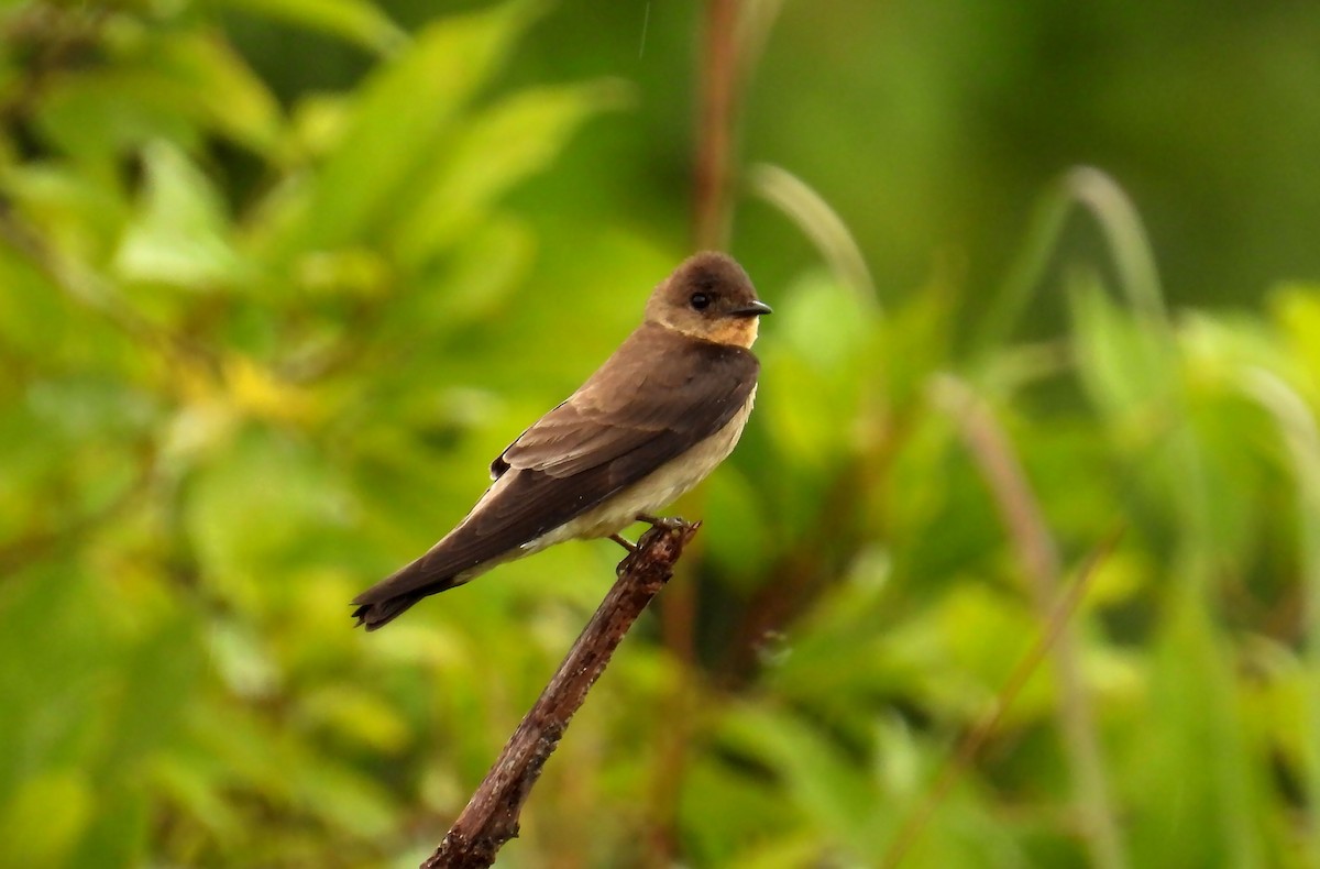 Southern Rough-winged Swallow - ML639687097
