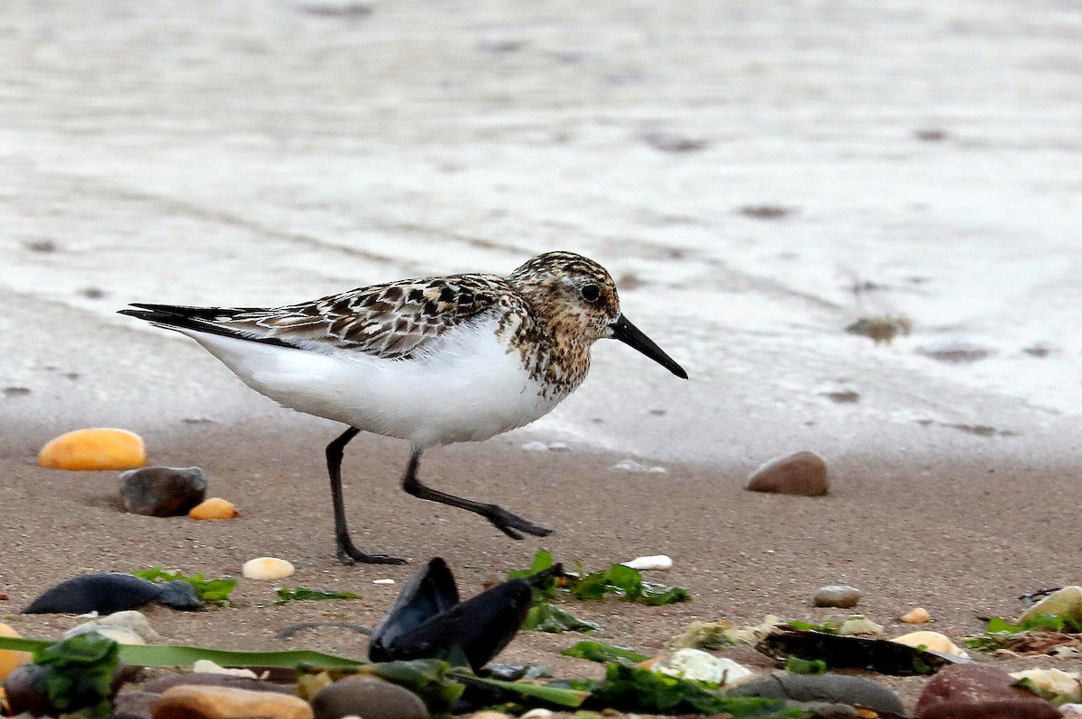 Sanderling - ML639687118