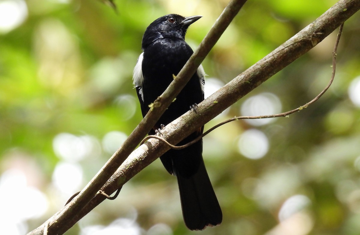 Fulvous-crested Tanager - ML639687126