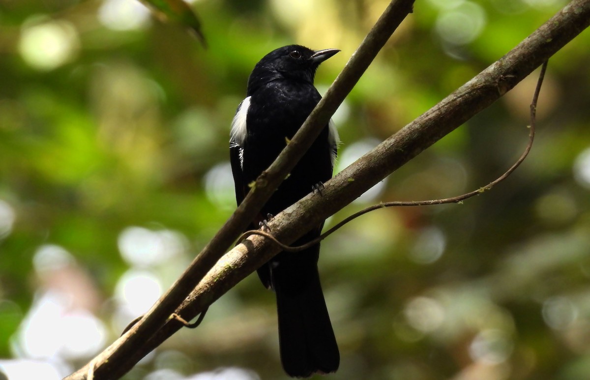 Fulvous-crested Tanager - ML639687128