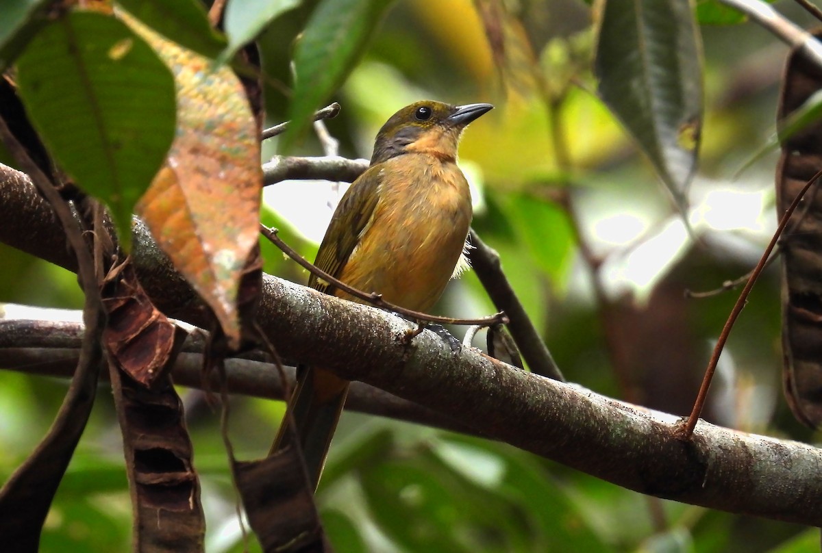 Fulvous-crested Tanager - ML639687130