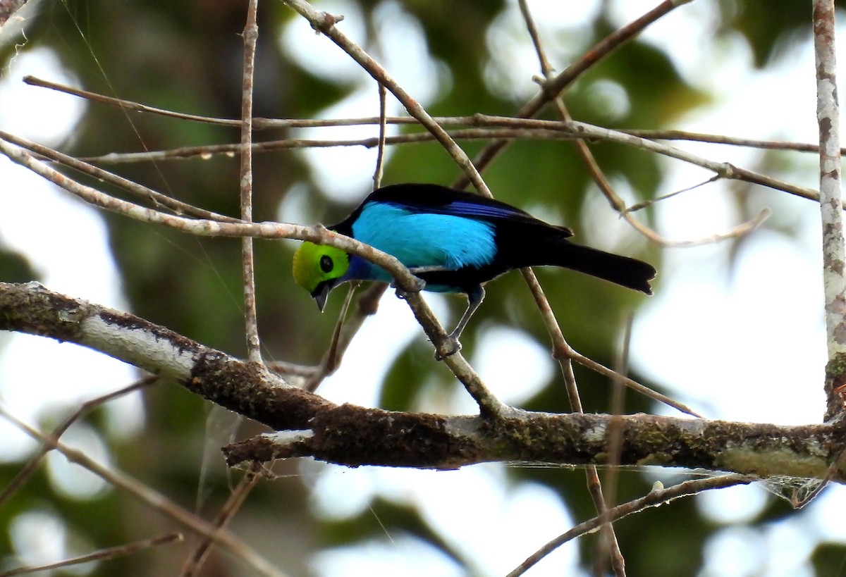 Paradise Tanager - ML639687147