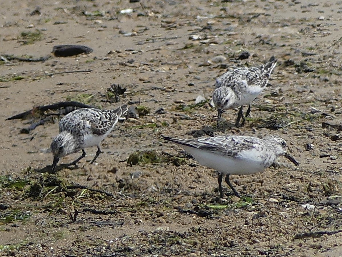 Sanderling - ML639687194