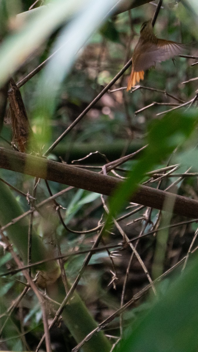 White-browed Foliage-gleaner - ML639687237