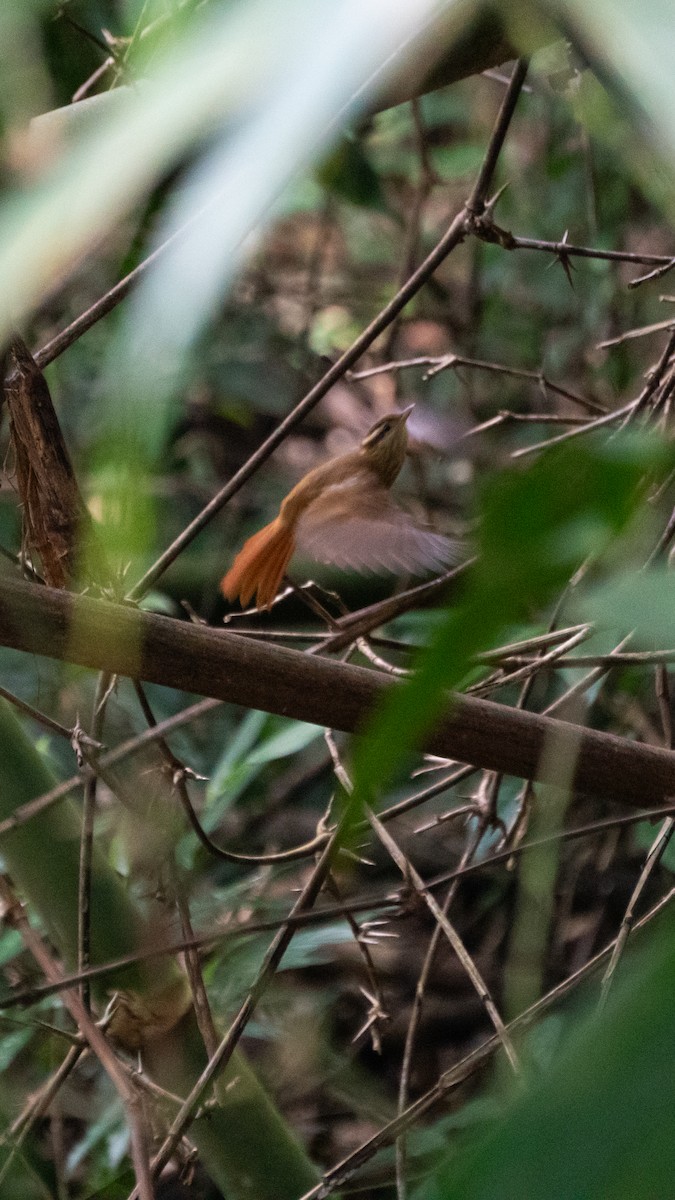 White-browed Foliage-gleaner - ML639687238