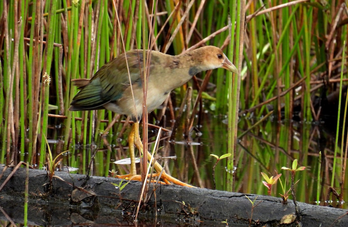 Purple Gallinule - ML639687264