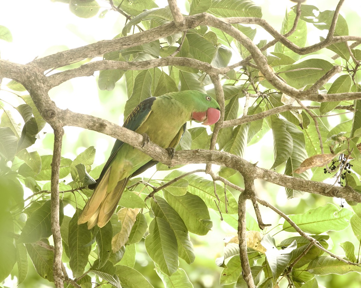 Great-billed Parrot - ML639687266