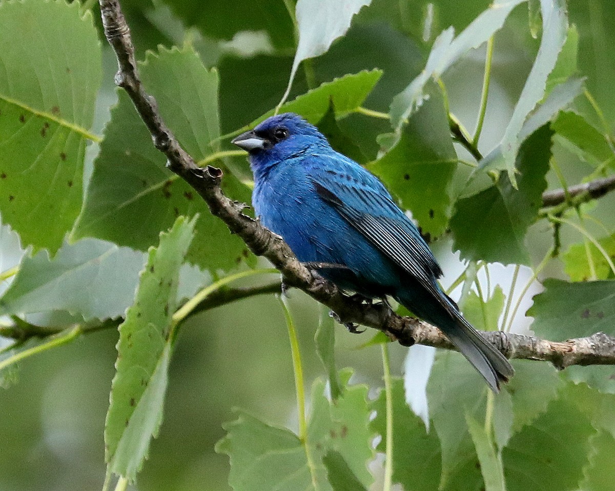 Indigo Bunting - ML639687281
