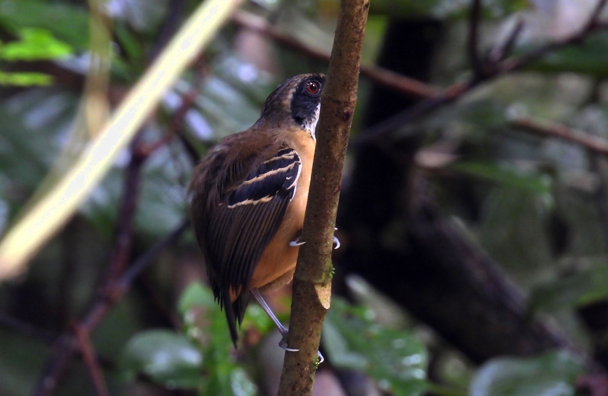 Black-faced Antbird - ML639687307
