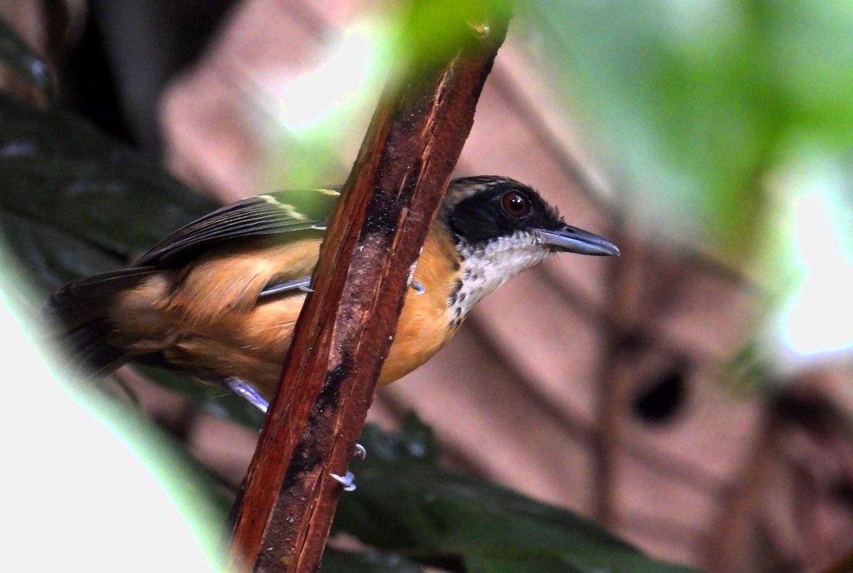 Black-faced Antbird - ML639687310