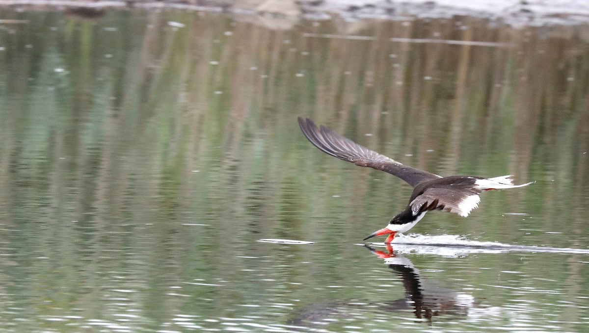 Black Skimmer - ML639687318