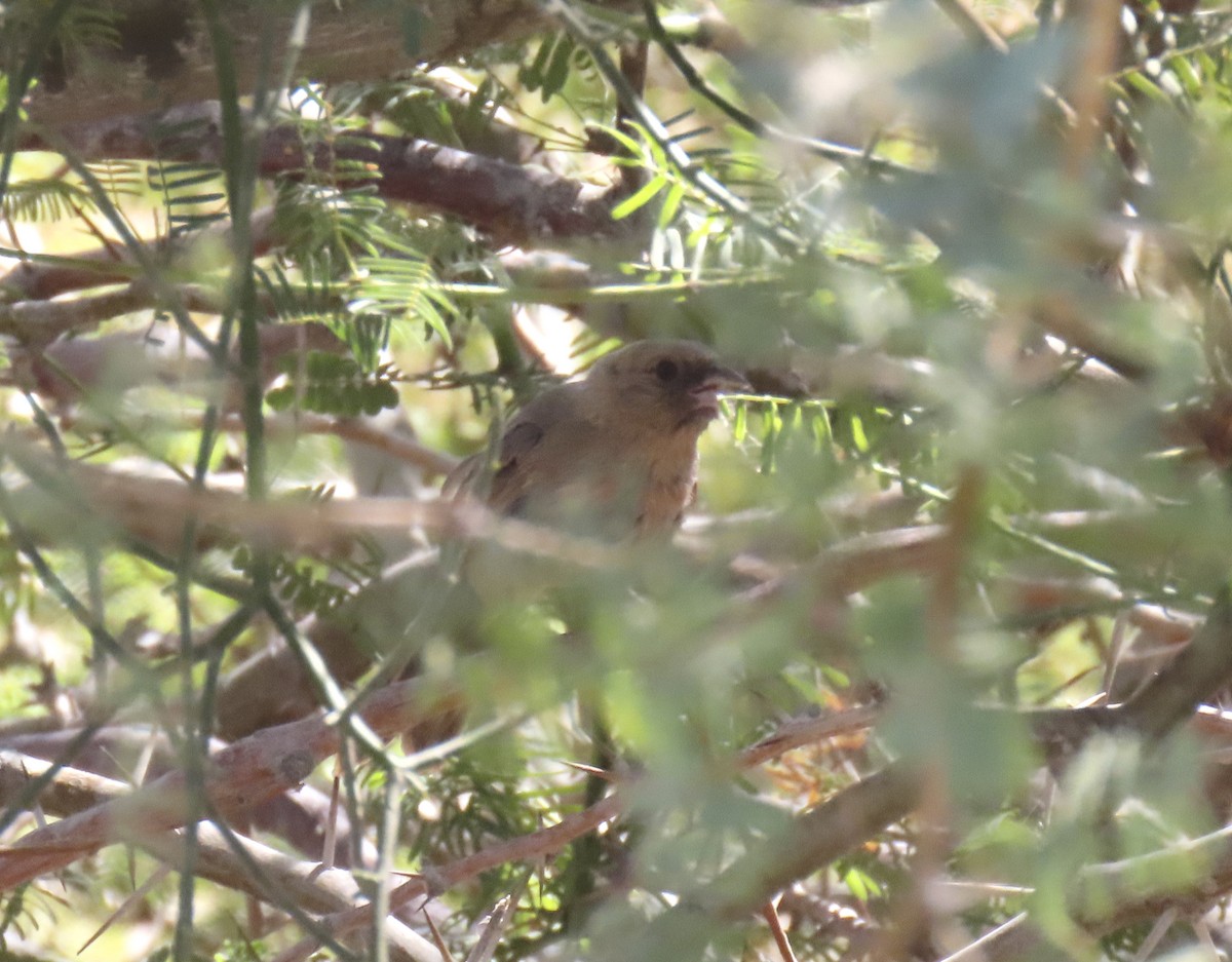 Abert's Towhee - ML639687352