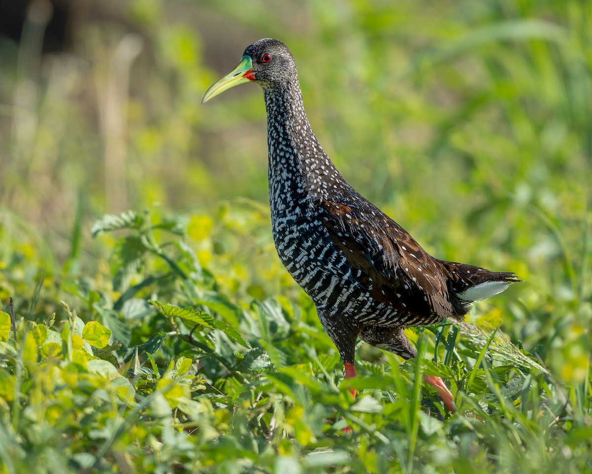 Spotted Rail - ML639687602