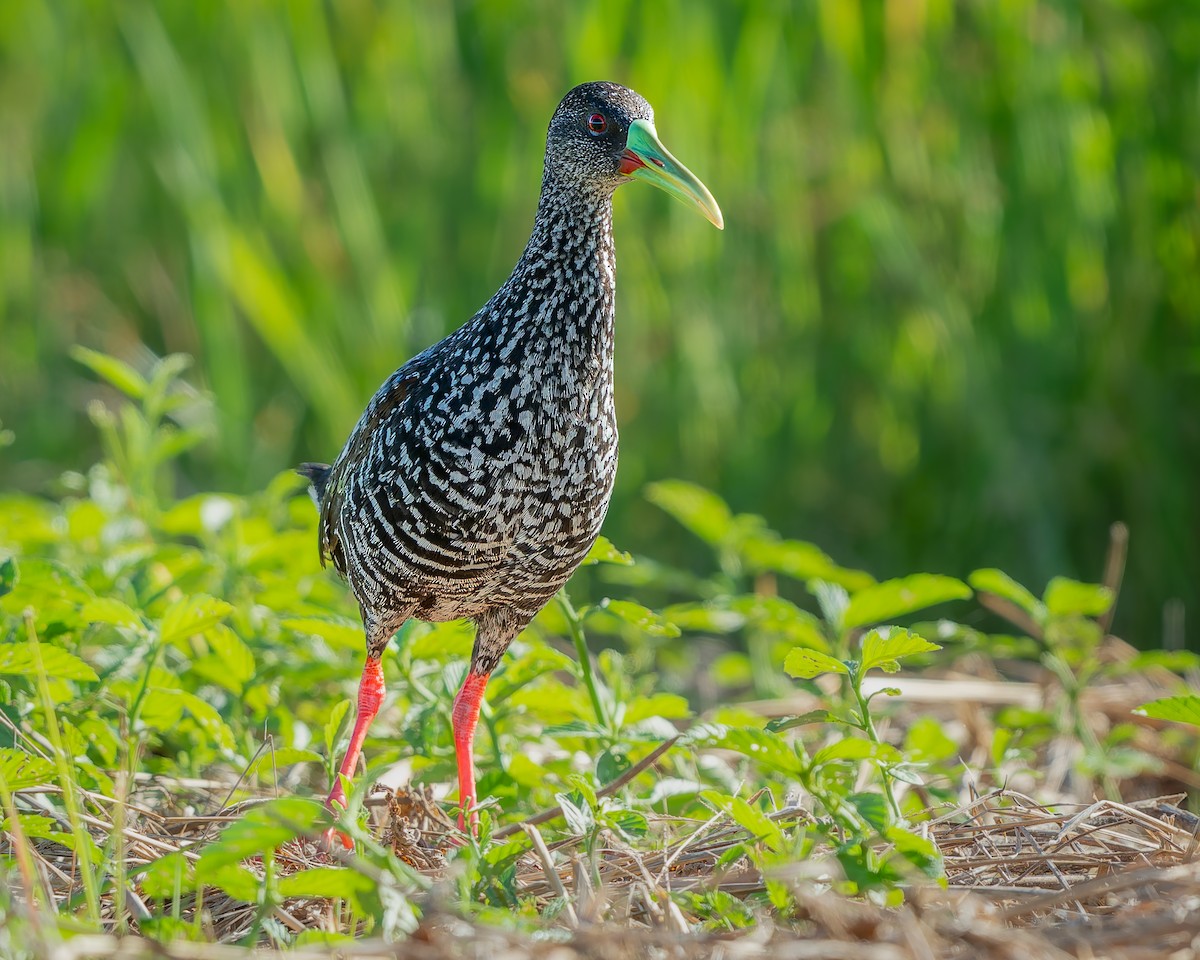 Spotted Rail - ML639687605