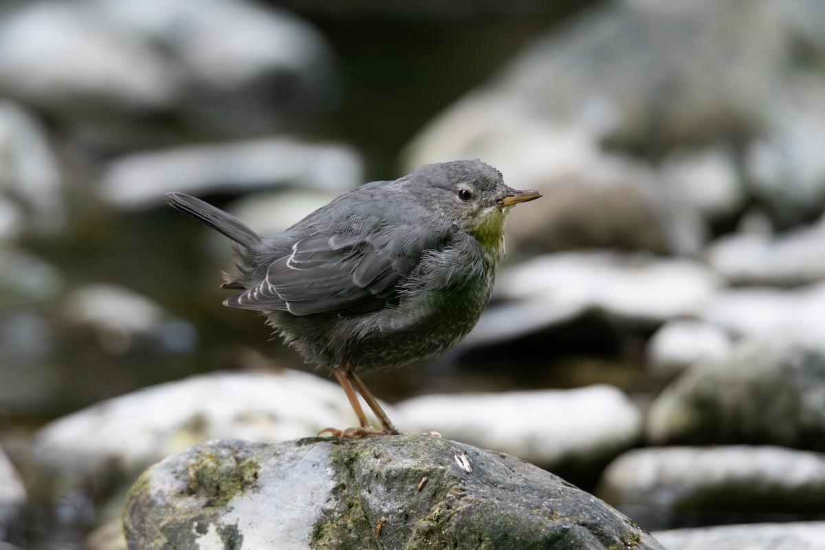 American Dipper - ML639687640
