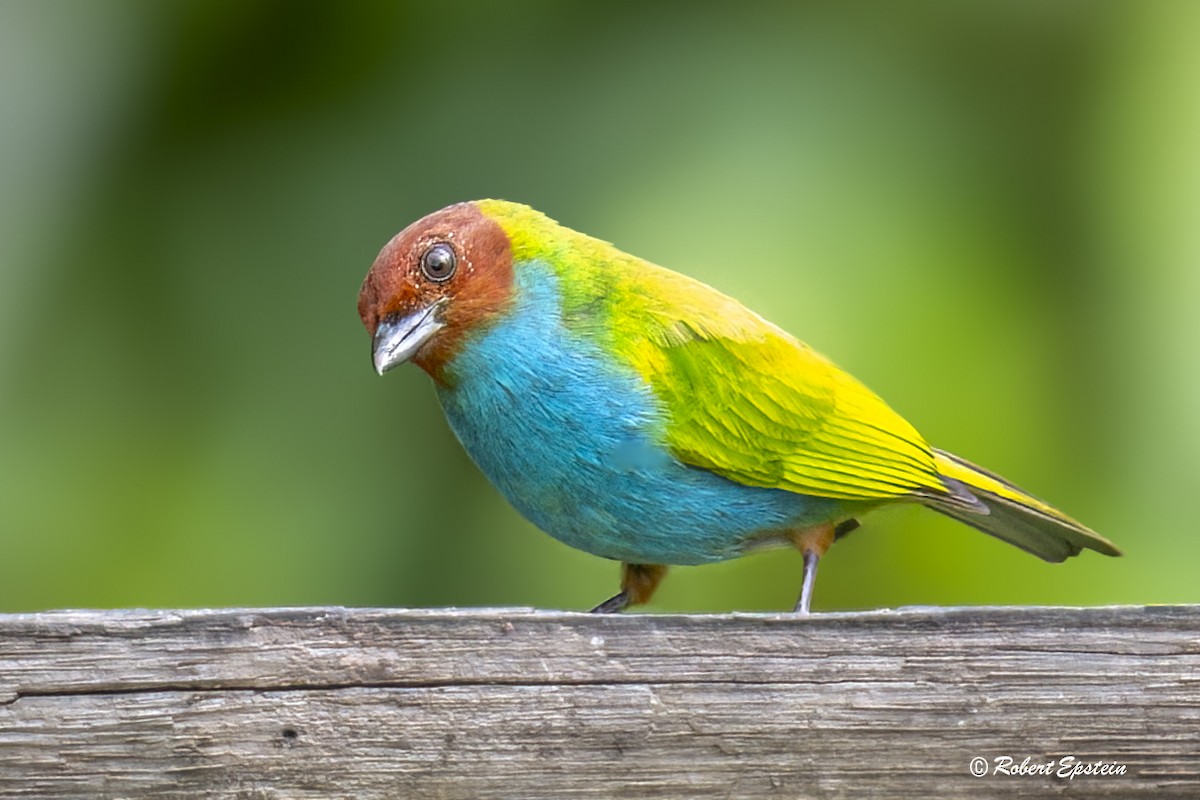 Bay-headed Tanager - ML639687681