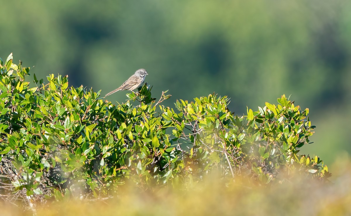 Bell's Sparrow (belli) - ML639687699