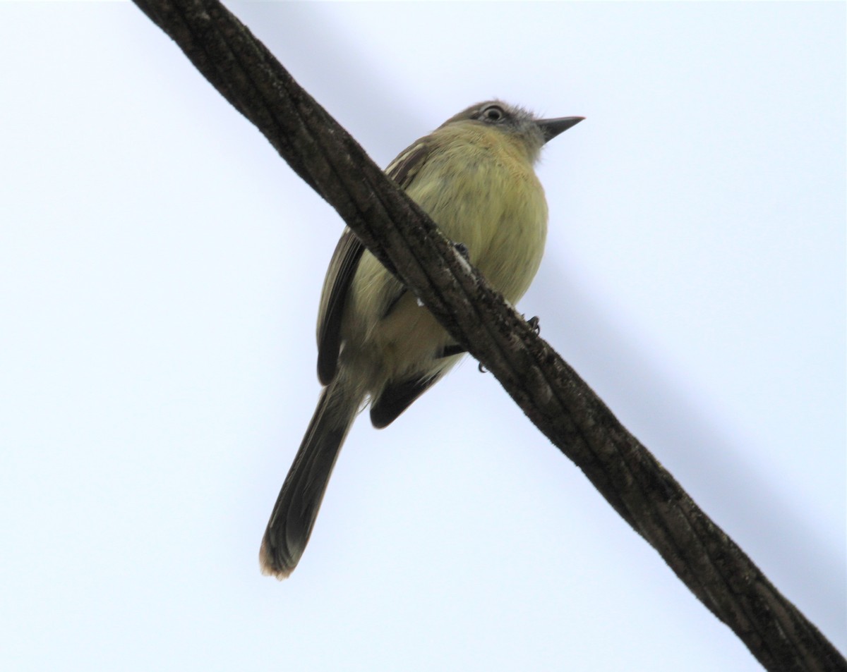 Pale-tipped Tyrannulet - ML639687852
