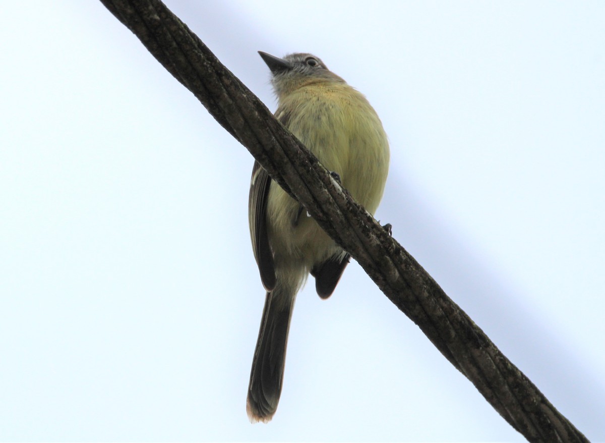 Pale-tipped Tyrannulet - ML639687855
