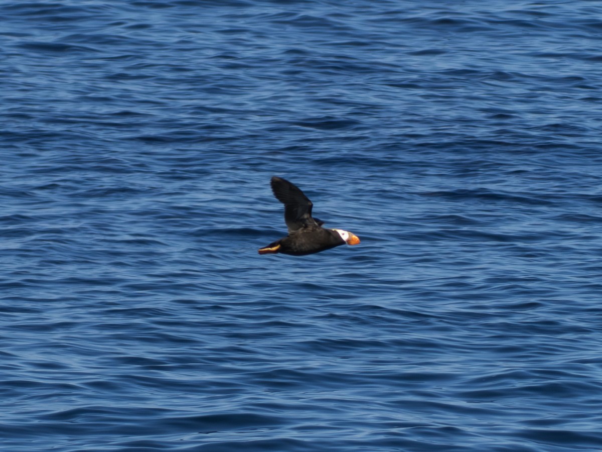 Tufted Puffin - ML639687968