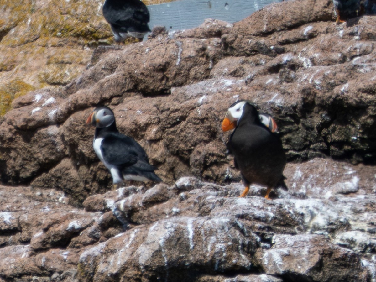 Tufted Puffin - ML639687969
