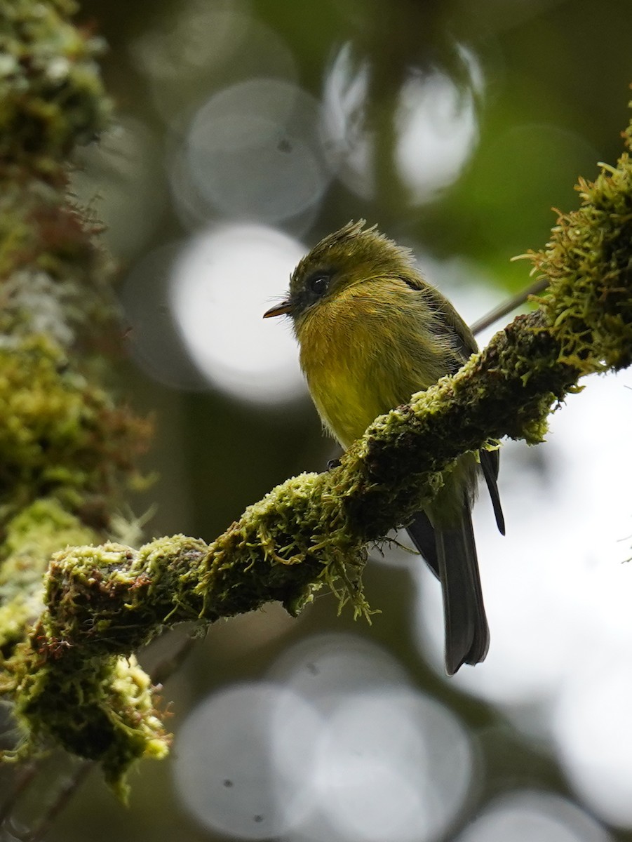 Ochraceous-breasted Flycatcher - ML639688016