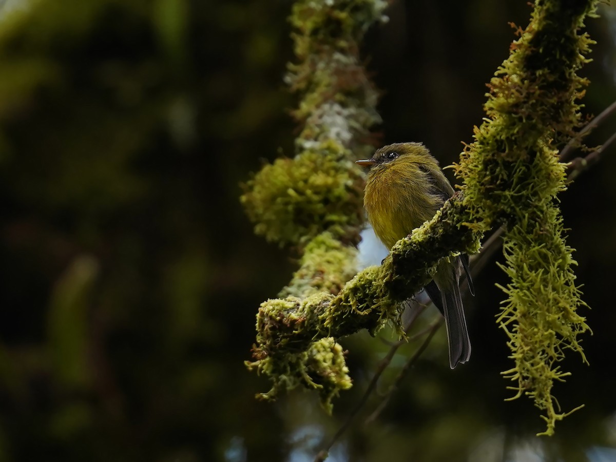 Ochraceous-breasted Flycatcher - ML639688018