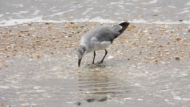 Gabbiano sghignazzante - ML639688145