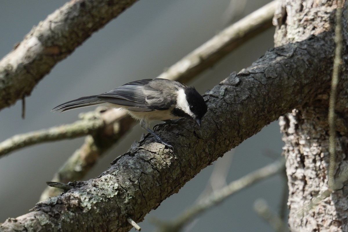 Black-capped Chickadee - ML639688234