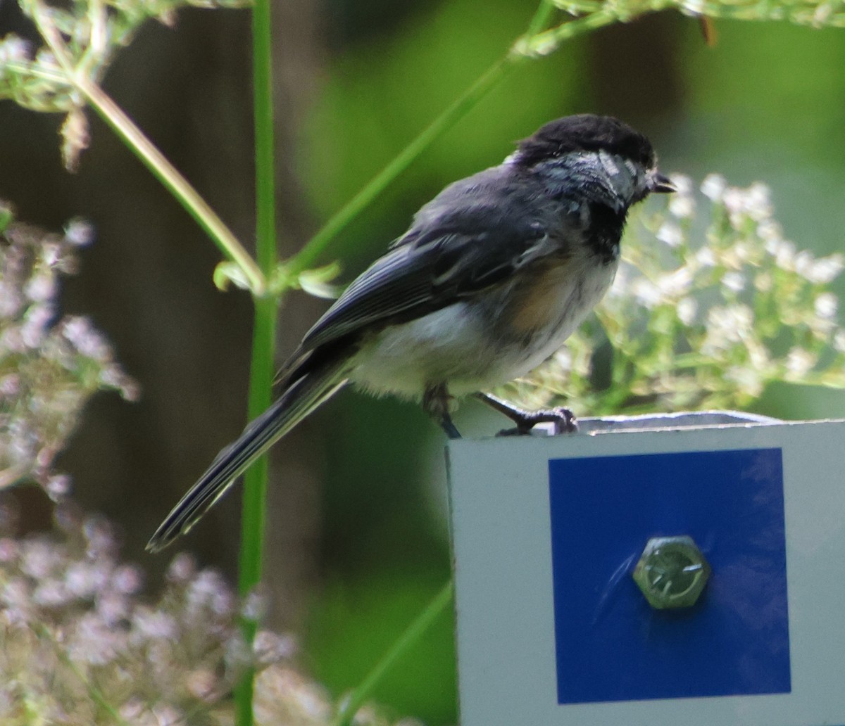Black-capped Chickadee - ML639688239