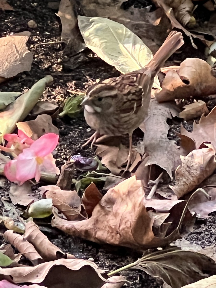 White-throated Sparrow - ML639688255