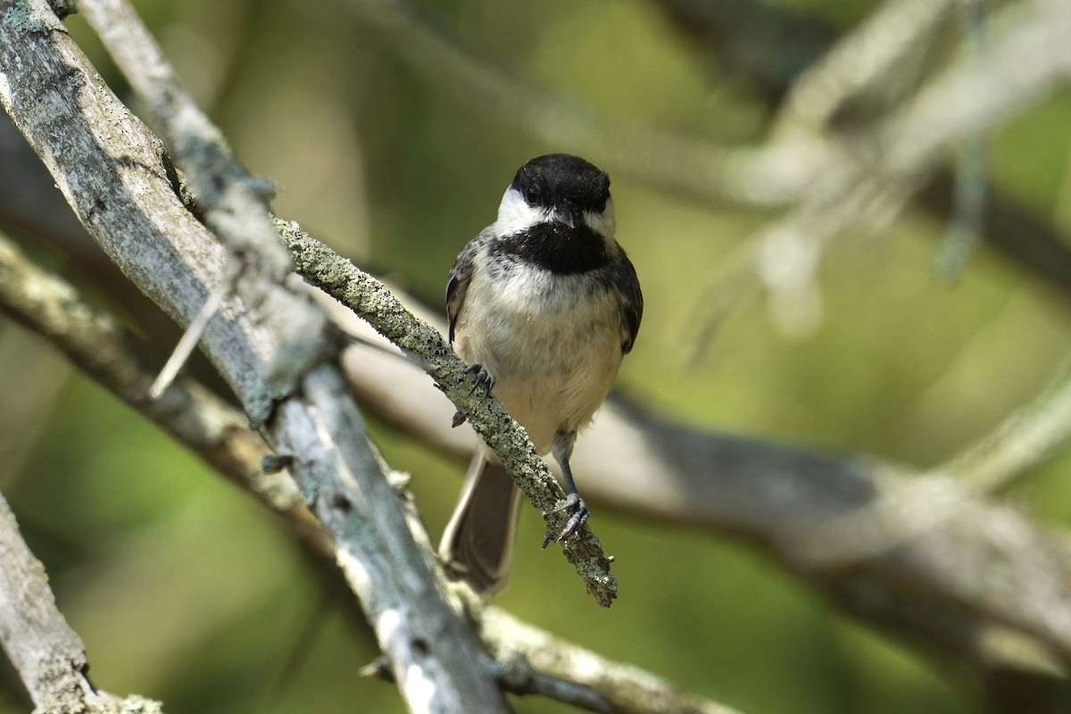 Black-capped Chickadee - ML639688270