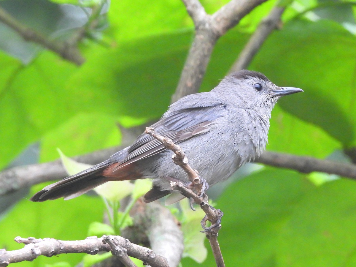 Gray Catbird - ML639688276
