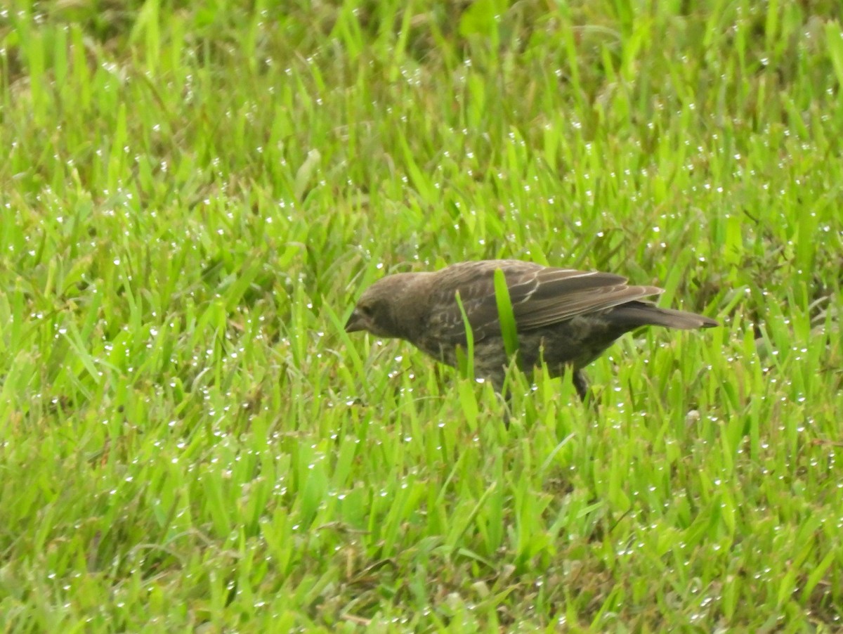 Brown-headed Cowbird - ML639688293