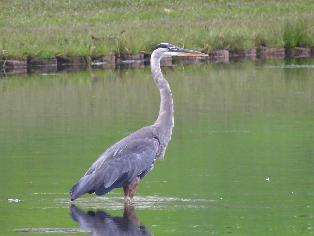 Great Blue Heron (Great Blue) - ML639688308