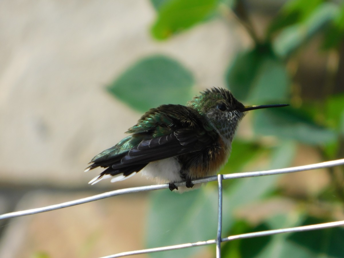 Broad-tailed Hummingbird - ML639688355