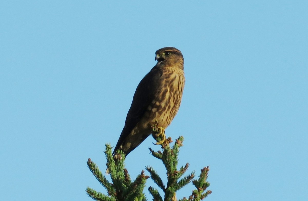 Merlin - ML639688371