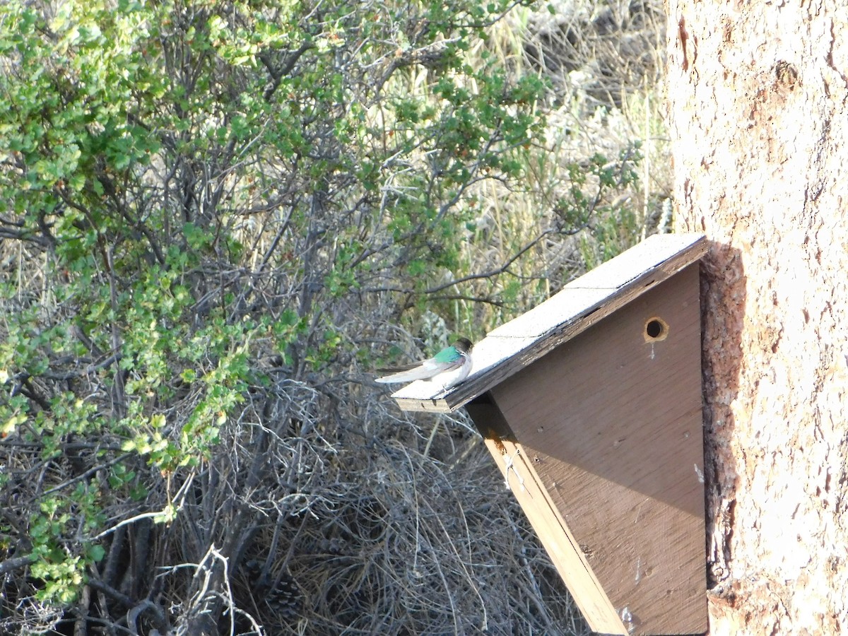 Violet-green Swallow - ML639688381