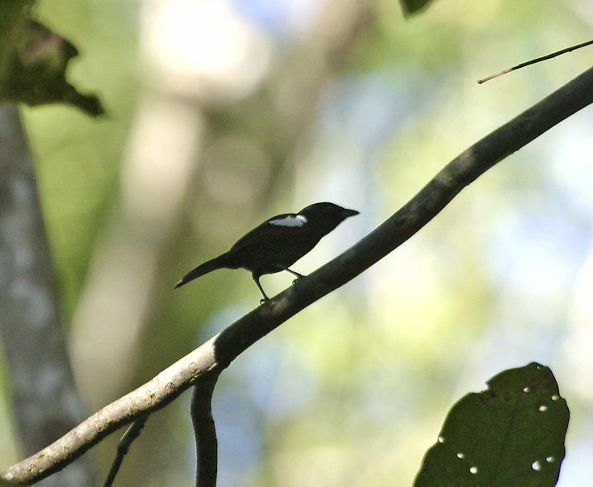 White-shouldered Tanager - ML639688396