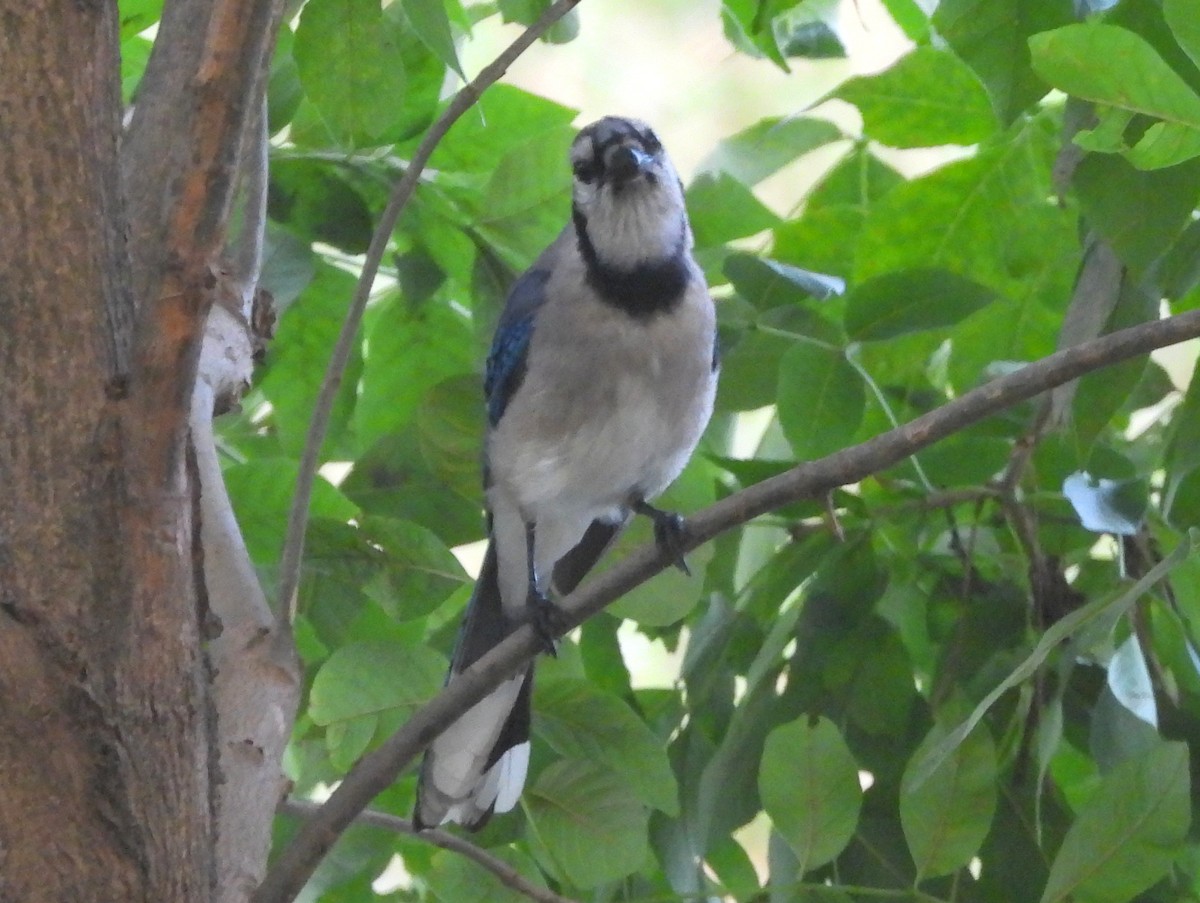 Blue Jay - ML639688448