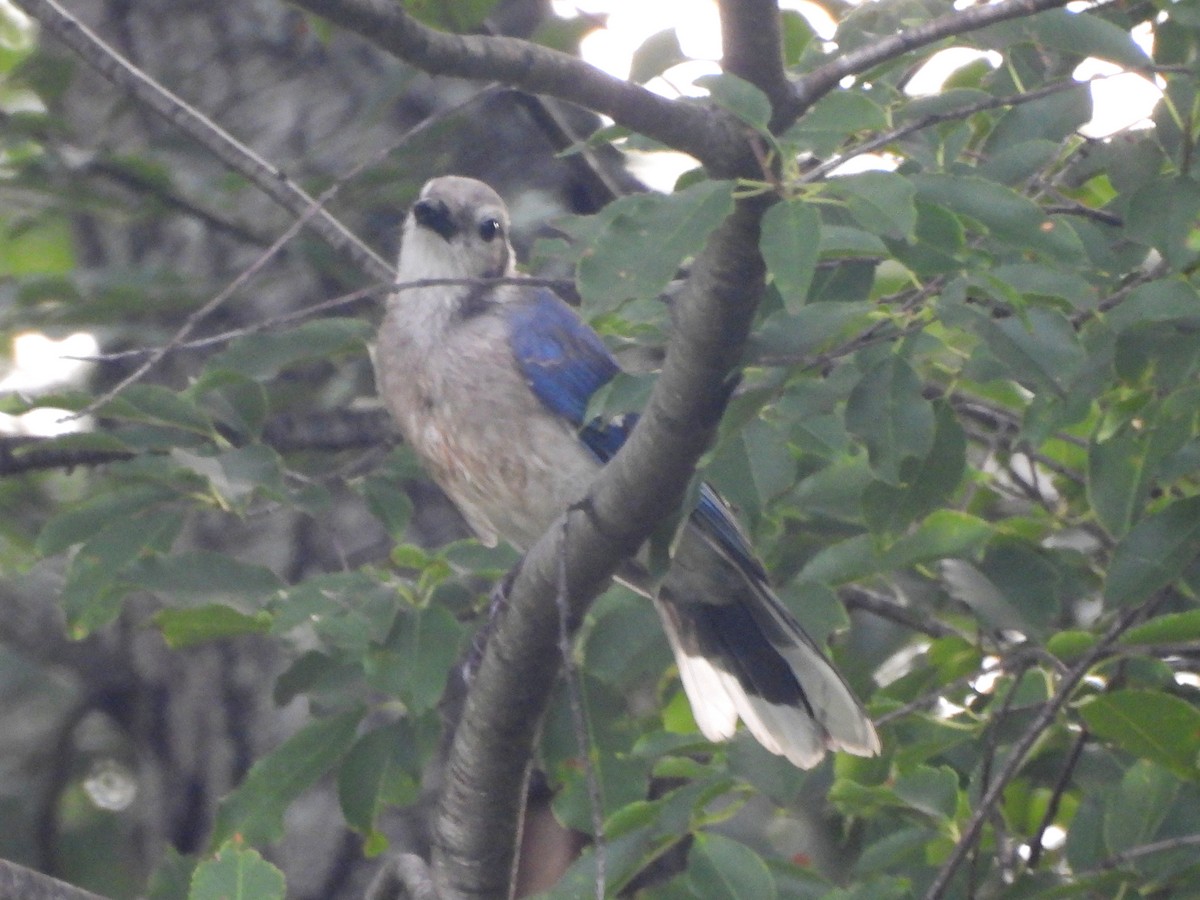 Blue Jay - ML639688449