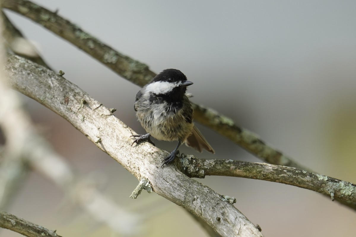 Black-capped Chickadee - ML639688456