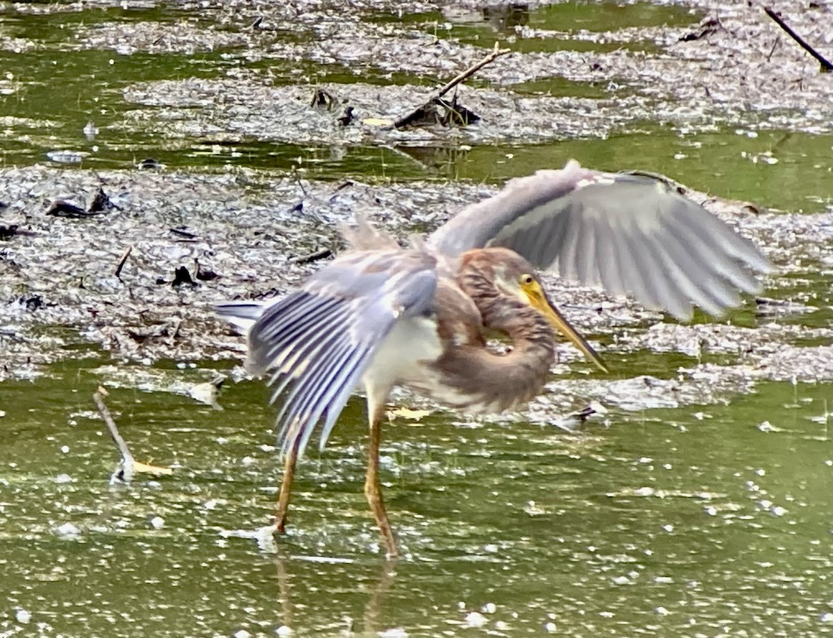Tricolored Heron - ML639688473