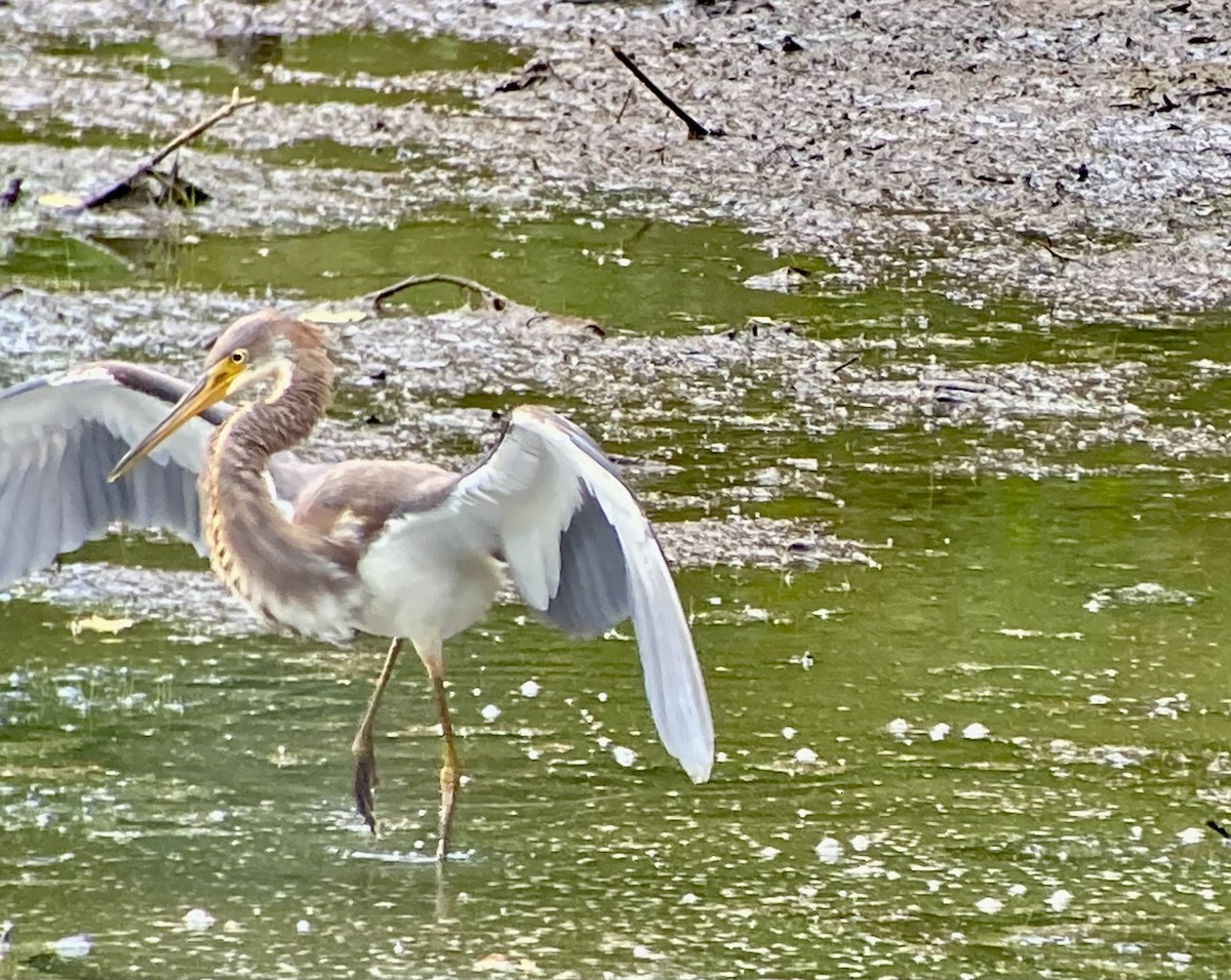 Tricolored Heron - ML639688474
