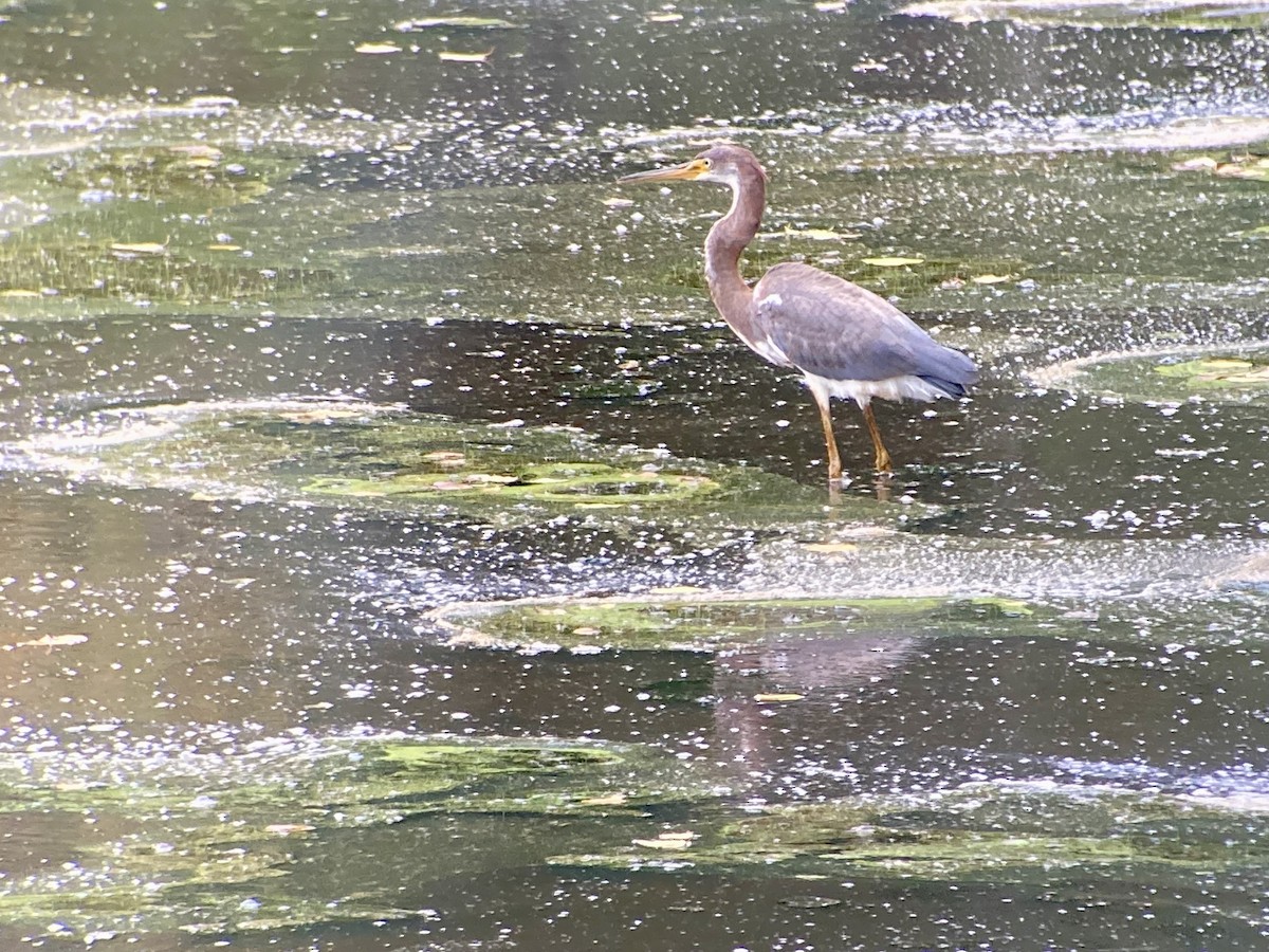Tricolored Heron - ML639688475