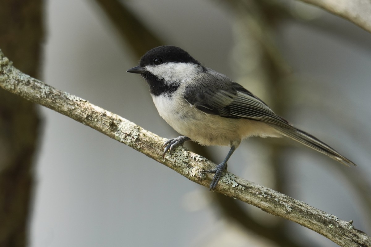 Black-capped Chickadee - ML639688478