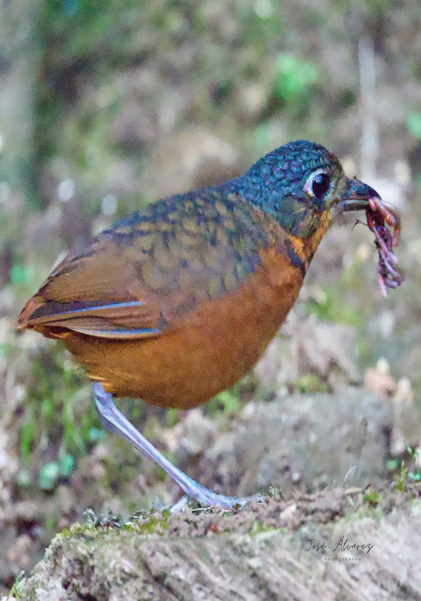 Scaled Antpitta - ML639688491