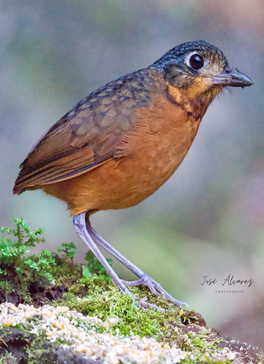 Scaled Antpitta - ML639688492